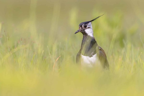 les combats les plus spectaculaires de l'année dernière